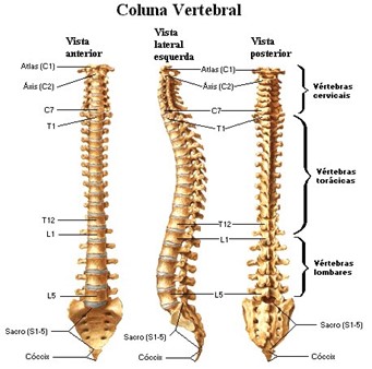 Distribuição das diferentes regiões da coluna vertebral